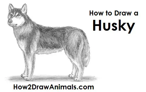 How To Draw A Dog Husky