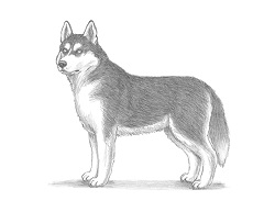 How to Draw a Siberian Husky Dog Side View