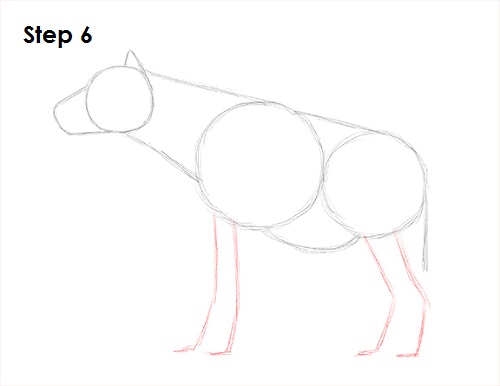 Hyena Drawing 6 Draw Hyena 6