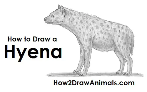 Draw Hyena