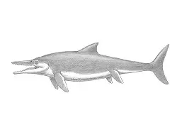 How to Draw an Ichthyosaurus Dinosaur Fish Lizard Side View