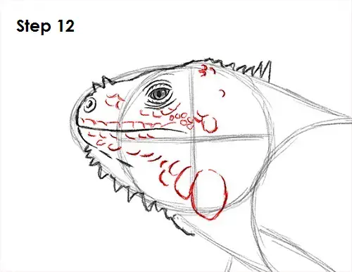 Draw Iguana 12