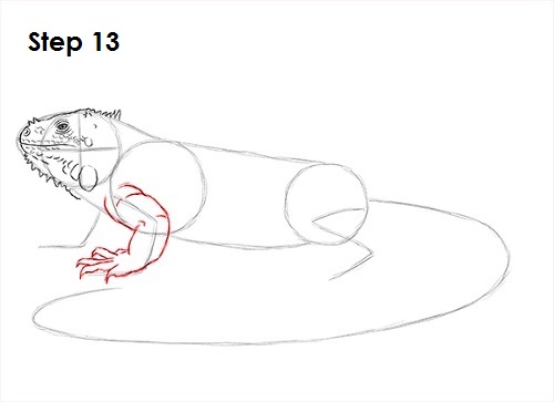 Draw Iguana 13