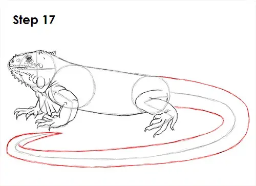 Draw Iguana 17