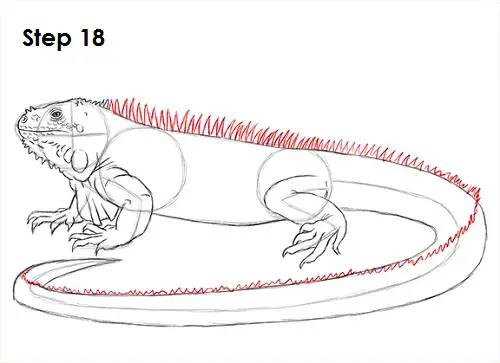 Draw Iguana 18