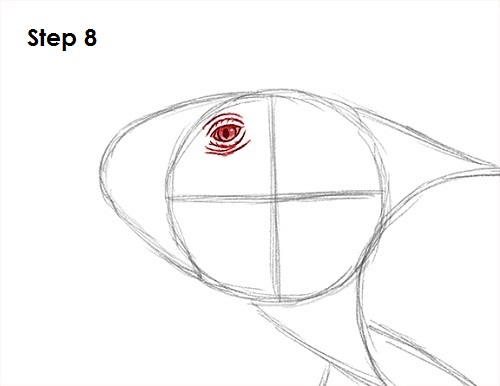 Iguana Drawing 8 Draw Iguana 8