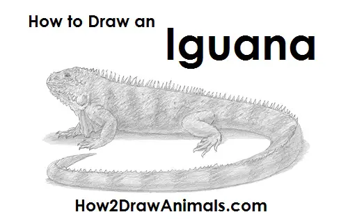 Draw Iguana