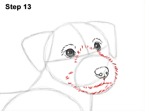 How to Draw a Cute Jack Russell Terrier Puppy Dog 13