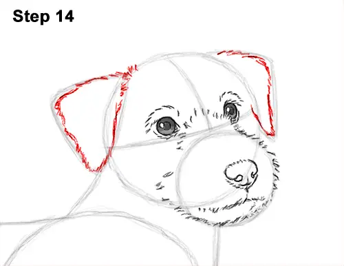 How to Draw a Cute Jack Russell Terrier Puppy Dog 14
