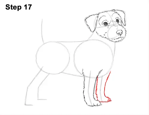 How to Draw a Cute Jack Russell Terrier Puppy Dog 17