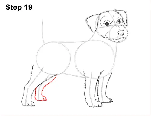 How to Draw a Cute Jack Russell Terrier Puppy Dog 19