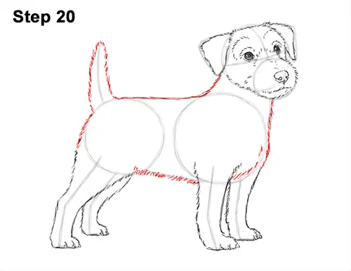 How to Draw a Cute Jack Russell Terrier Puppy Dog 20