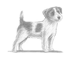 How to Draw a Jack Russell Terrier Puppy Dog