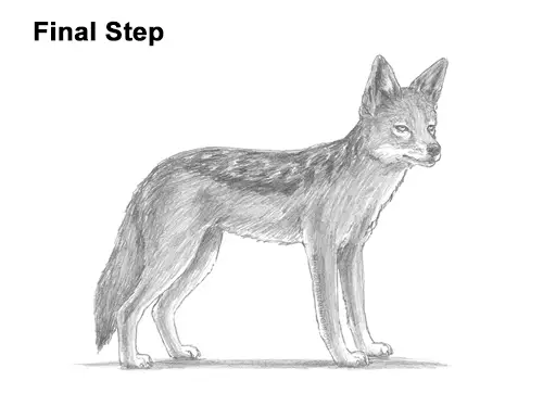 How to Draw a Jackal VIDEO & Step-by-Step Pictures