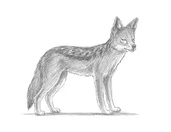 How to Draw a Black-Backed Golden Side-Striped Jackal