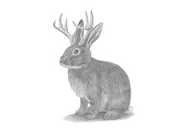 How to Draw a Jackalope Rabbit Antlers