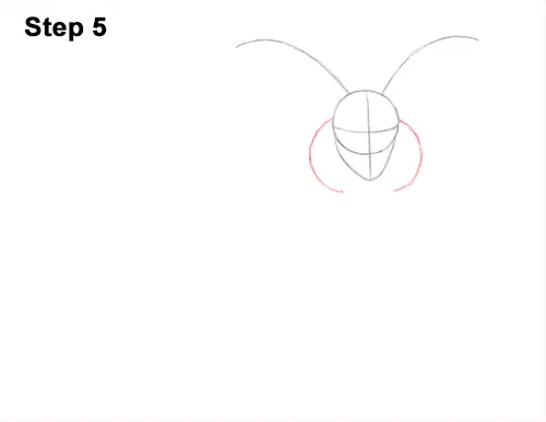 How to Draw Jacob Sheep Four Horns Ram 5