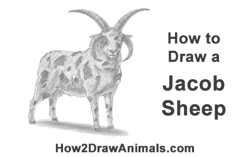 How to Draw Jacob Sheep Four Horns Ram Goat