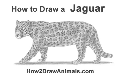 How to Draw a Jaguar Big Cat