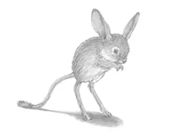 How to Draw a Long Eared Jerboa