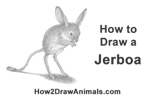 How to Draw Long-Eared Jerboa