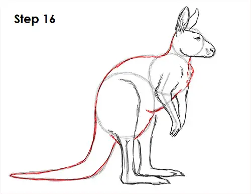 How to Draw a Kangaroo