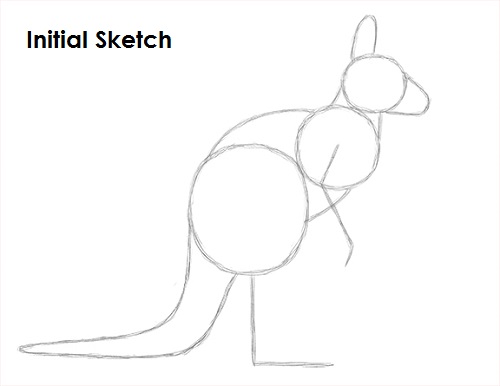 Draw Kangaroo Sketch