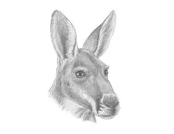 How to Draw a Red Kangaroo Head Detail Portrait Face