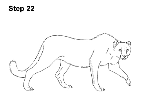 How To Draw A King Cheetah Video & Step-by-step Pictures