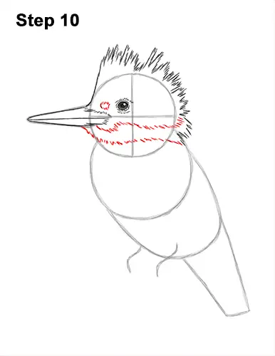 How to Draw a Belted Kingfisher Female 10