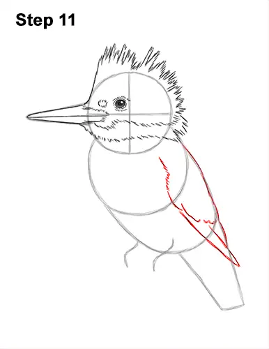 How to Draw a Belted Kingfisher Female 11