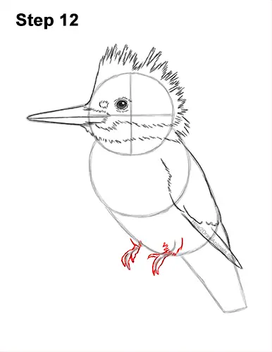 How to Draw a Belted Kingfisher Female 12