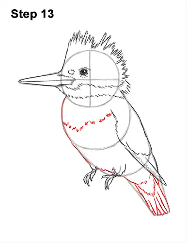 How to Draw a Belted Kingfisher Female 13