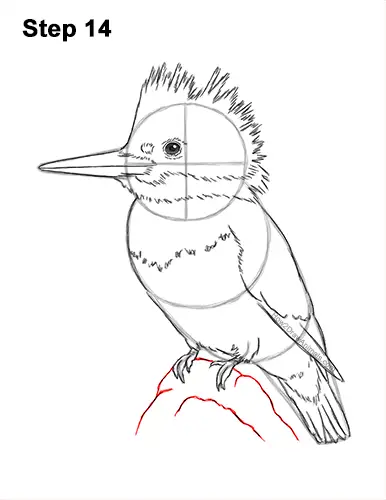How to Draw a Belted Kingfisher Female 14
