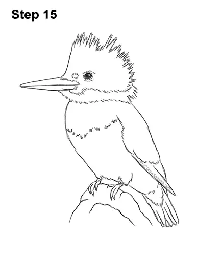 How to Draw a Belted Kingfisher Female 15