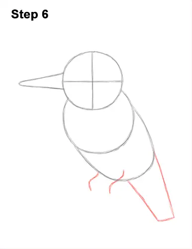 How to Draw a Belted Kingfisher Female 6