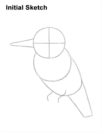 How to Draw a Belted Kingfisher Female Guides Lines