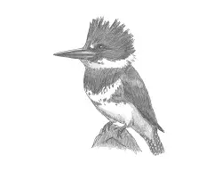 How to Draw a Female Belted Kingfisher Bird