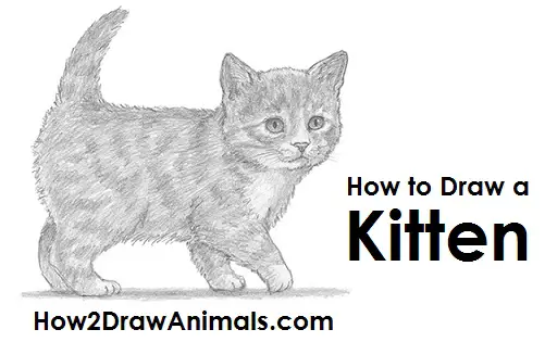 Featured image of post Kitten Sketch Simple