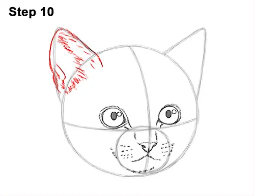 How to Draw Cute Cat Kitten Head Face Portrait 10