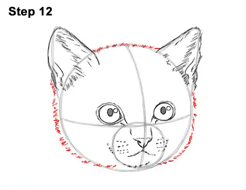 How to Draw Cute Cat Kitten Head Face Portrait 12
