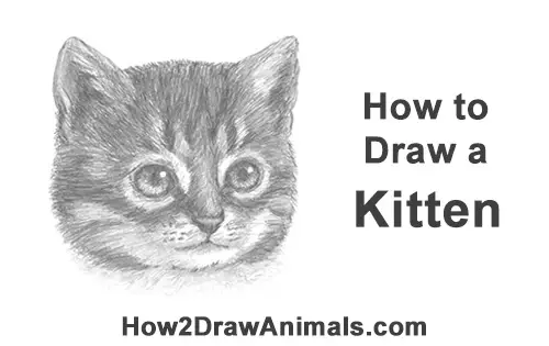 Download How to Draw a Kitten (Head Detail)