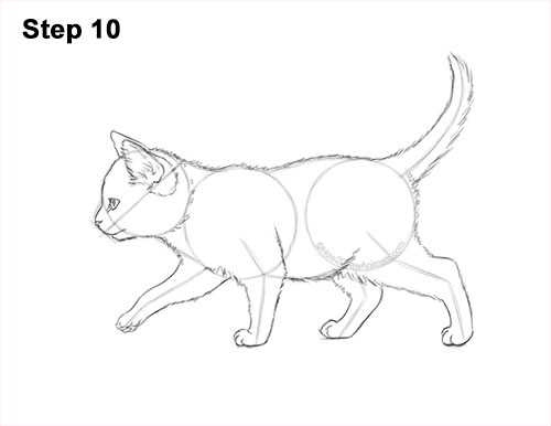 How to Draw a Tabby Kitten 10