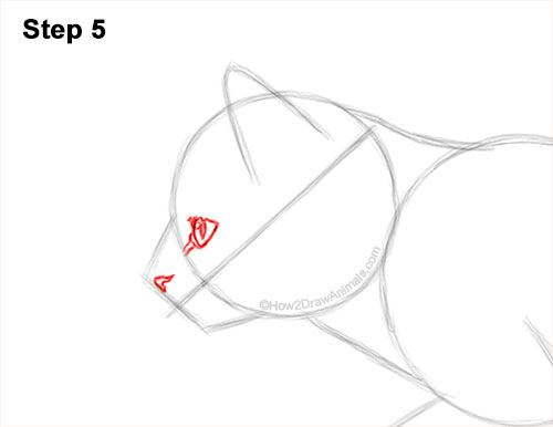 How to Draw a Tabby Kitten 5