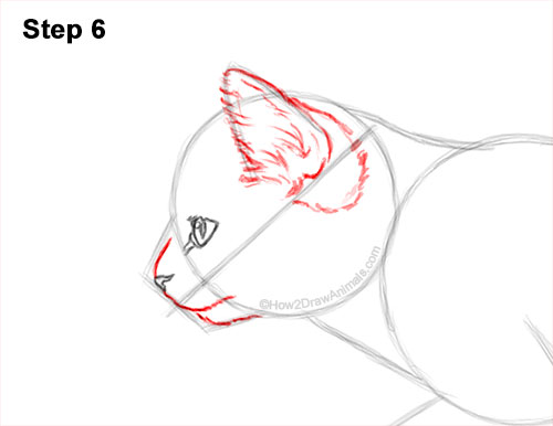 How to Draw a Tabby Kitten 6