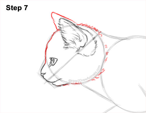 How to Draw a Tabby Kitten 7