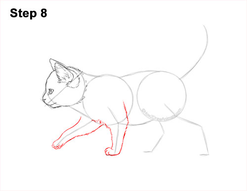 How to Draw a Tabby Kitten 8