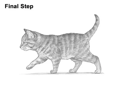 How to Draw a Tabby Kitten Final Step