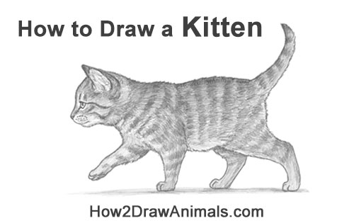 How to Draw a Kitten Walking