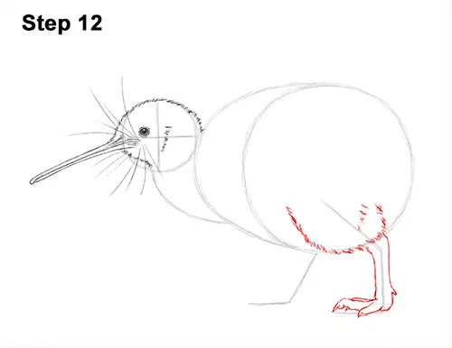 Images Of How To Draw A Cartoon Kiwi Bird